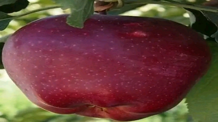 وزارة الزراعة بصنعاء تصدر قرار بمنع استيراد التفاح الخارجي وتكشف السبب